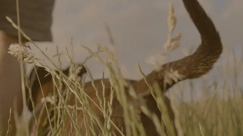 Dog walking through high grasses. 4K footage. Stock Footage 110748146
