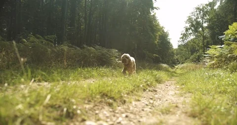 Dog walking through park Stock Footage 139755594