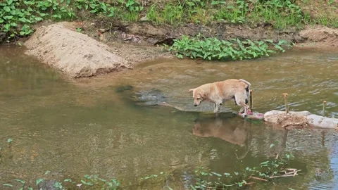Dog walking through the river. Stock Footage 304648383