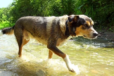 Dog walking through river Stock Photos