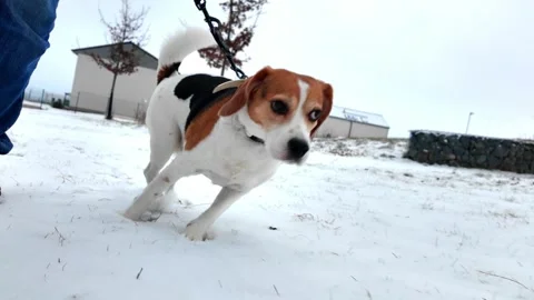 A dog walking through a snowy winter countryside. A young girl walking with dog. Video stock 330735573