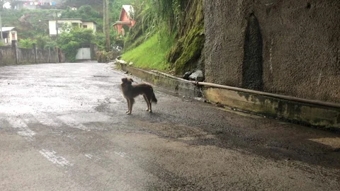 Dog walking through tunnel Stock Footage 219706404