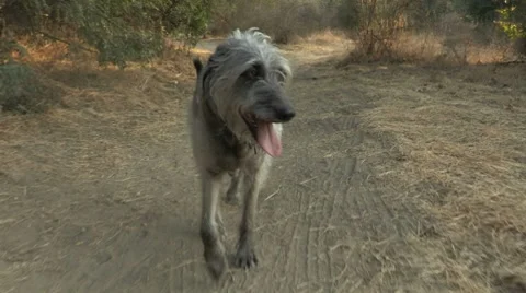 Dog Walking on Trail Stock Footage 8650625