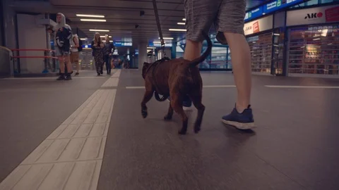 Dog is walking at the train station. Stock Footage 110791190