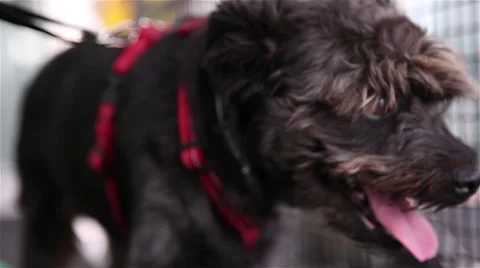 Dog walking on a treadmill doing physiotherapy Stock Footage 56016870
