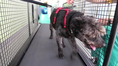 Dog walking on a treadmill doing physiotherapy Stock Footage