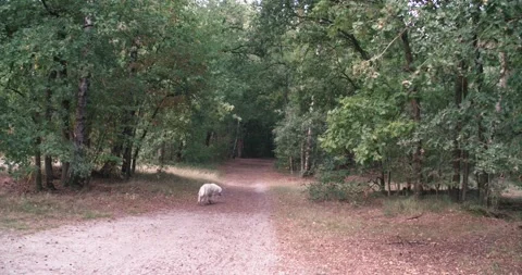 Dog walking trough a forrest Stock Footage 148329135