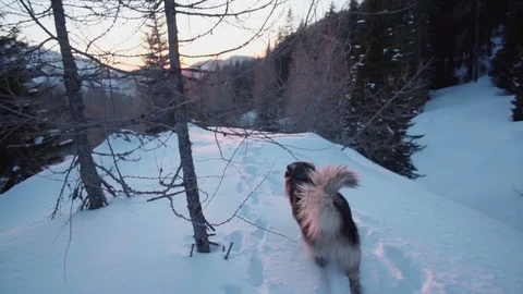 A dog walking trough trees in snow Video stock 102550156
