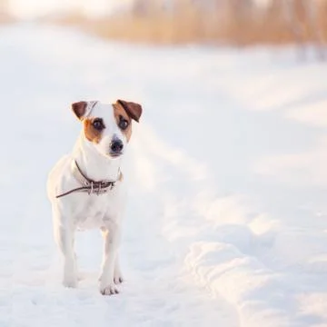 Dog walking at winter Stock Photos