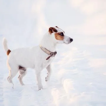 Dog walking at winter Stock Photos
