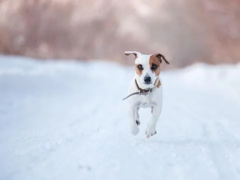 Dog walking at winter Stock Photos