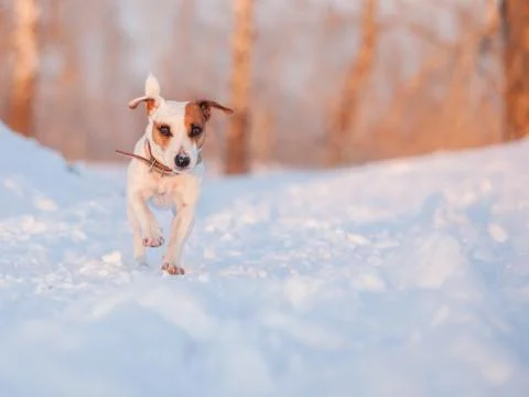 Dog walking at winter Stock Photos