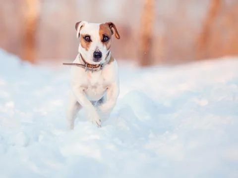 Dog walking at winter Stock Photos