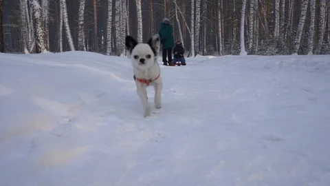 Dog walking in winter time Stockbeeldmateriaal 100498230