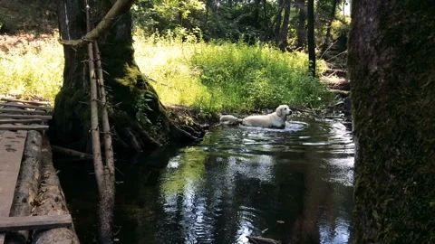 The dog is walking in the woods Видео 93779942
