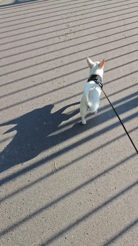 Dog walks along a path while casting a shadow on the ground in a sunny Stock Footage 345089511