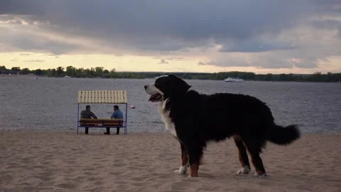 Dog walks along the sandy shore against the background of pond and vacationing Stock Footage 194356953