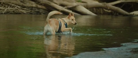 Dog walks and splashes in a river Stock Footage 133541016