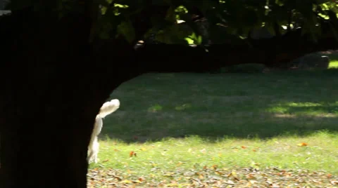 Dog walks around tree Stock Footage 27478615