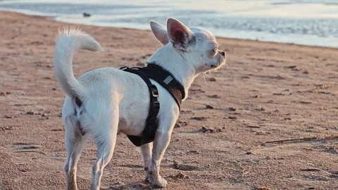 Dog walks on the beach during sunset and explores the sand with joy, chihuahua Stock Footage 345089760