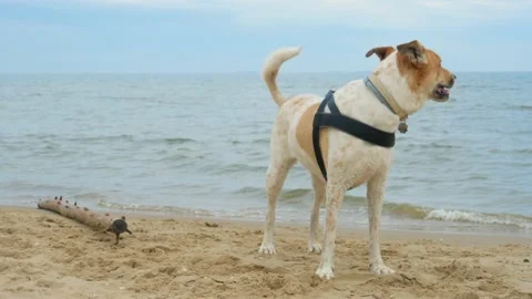 Dog walks on the beach Video stock 132323898