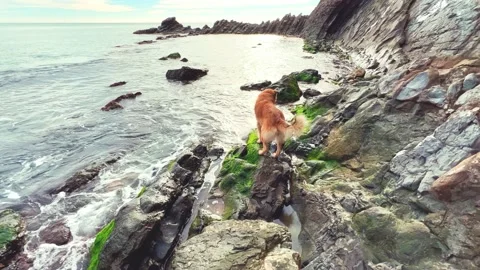 A dog walks on the beach with pebbles.  Stock Footage 238889645