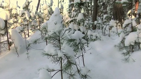 The dog walks between snow-covered trees Stock Footage 77269815