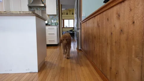 Dog Walks to Camera Stock-Footage 235830485