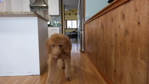 Dog Walks to Camera Stock-Footage 235830487