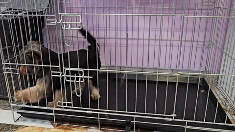 The dog walks in a closed cage Stock Footage 241010879