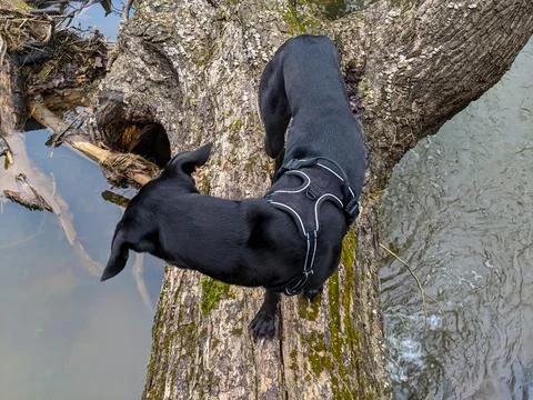 A dog walks on a fallen tree over a creek in a forest Foto stock