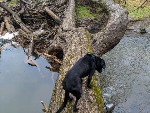 A dog walks on a fallen tree over a creek in a forest Stock Photos