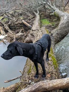 A dog walks on a fallen tree over a creek in a forest Stock Photos
