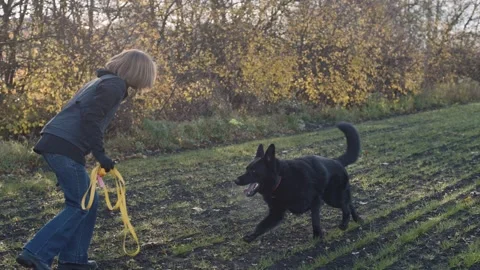 Dog walks with handler in open field during sunny day in autumn Stock Footage 325586371