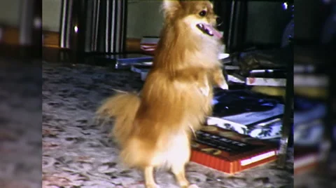 Dog Walks on Hind Legs Does Trick Begs 1960s Vintage Film Home Movie 9799 Stock Footage 66262835