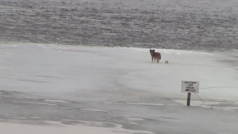 A dog walks on the ice on the river. Stock Footage 150122754