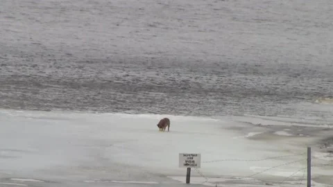 A dog walks on the ice on the river. Stock Footage 150122769