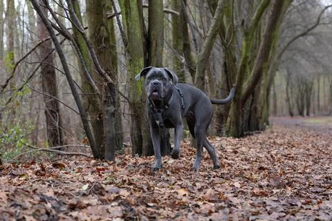 Dog walks on a leaf-covered path in a wooded area during autumn Stock Photos