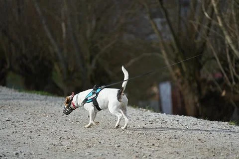 Dog walks on a leash and in muzzle. Stock Photos