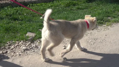Dog walks on a leash Stock Footage 272977227