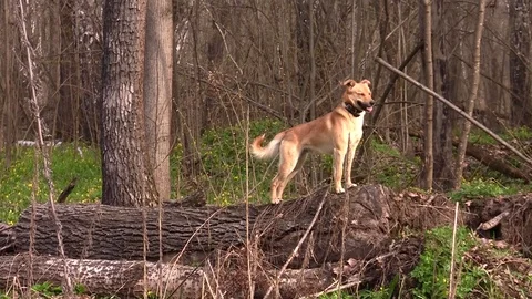 Dog walks the logs Stock Footage 83843729