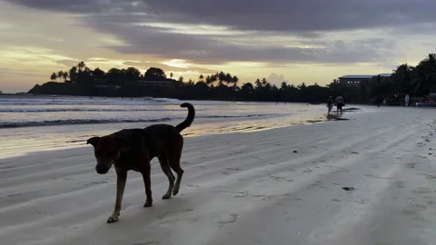 Dog walks on ocean beach at sunset Stock Footage 218001874