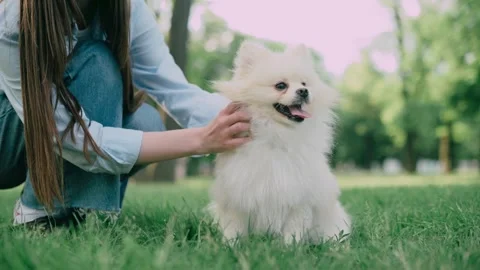 The dog walks with the owner. Vídeos de archivo 246933984