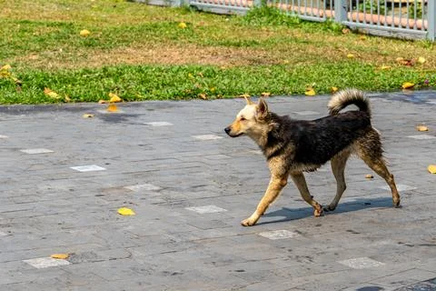 Dog walks on a paved path Stock Photos