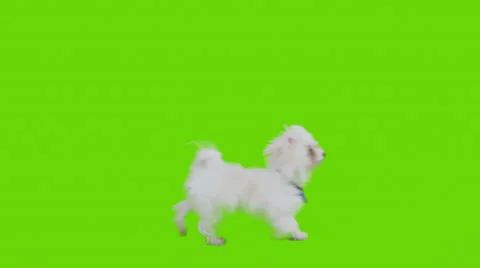 Dog walks from side to side on green screen Stock Footage