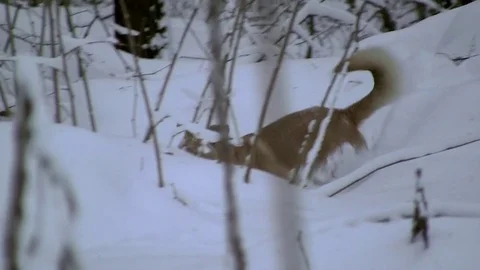 Dog walks through deep snow Video stock 83844385