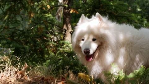 The dog walks through the forest and sniffs. The Samoyed Laika walks in the Video stock 161402861