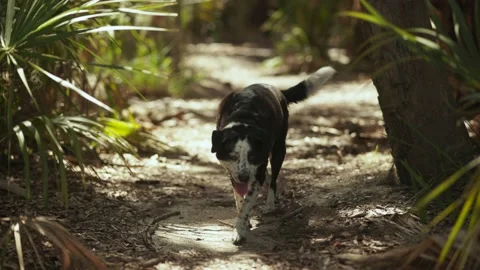 A dog Walks Through the Forest in Slow Mo Stock Footage 203779265