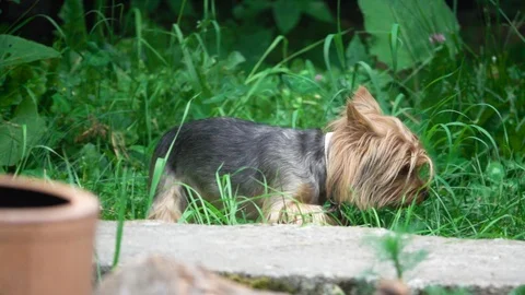 Dog walks through the grass Stock-Footage 111956009