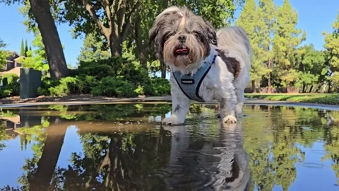 Dog walks through puddle in slow motion. Stock Footage 336407790